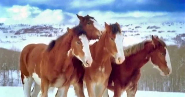 (VIDEO)He threw a snowball at the Clydesdales… How the horses reacted left me rolling on the ground!
